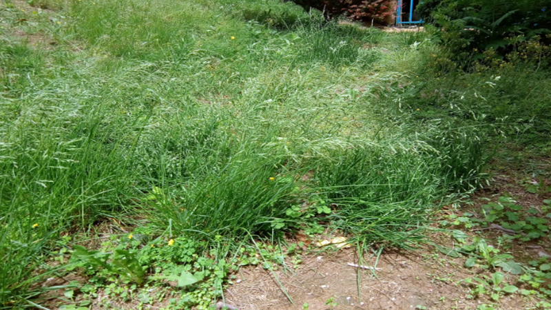 早熟禾草種子 早熟禾草種子