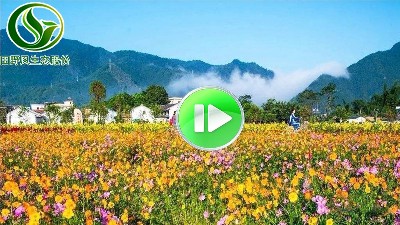 美麗鄉(xiāng)村景觀(guān)花海視頻
