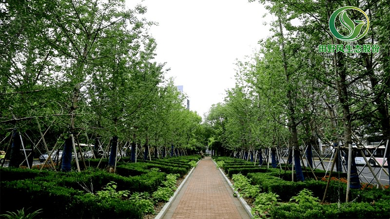 道路綠化,市政綠化