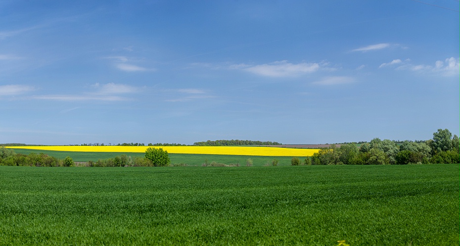 草坪種子 草坪種子
