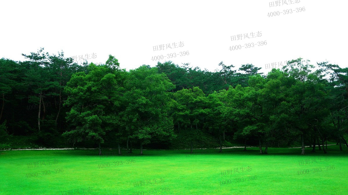 草坪種子 草坪種子