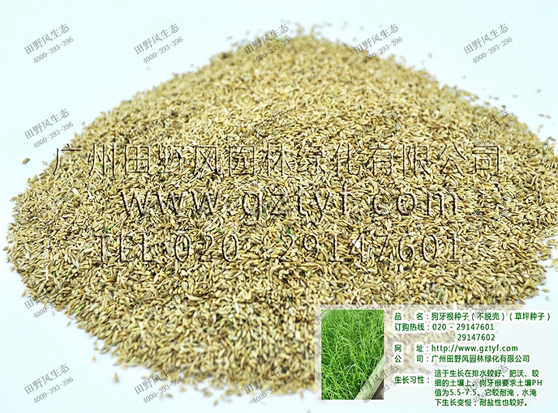 3首頁(yè)圖縮虐圖詳情頁(yè)圖3狗牙根(不脫殼) 3首頁(yè)圖縮虐圖詳情頁(yè)圖3狗牙根(不脫殼)