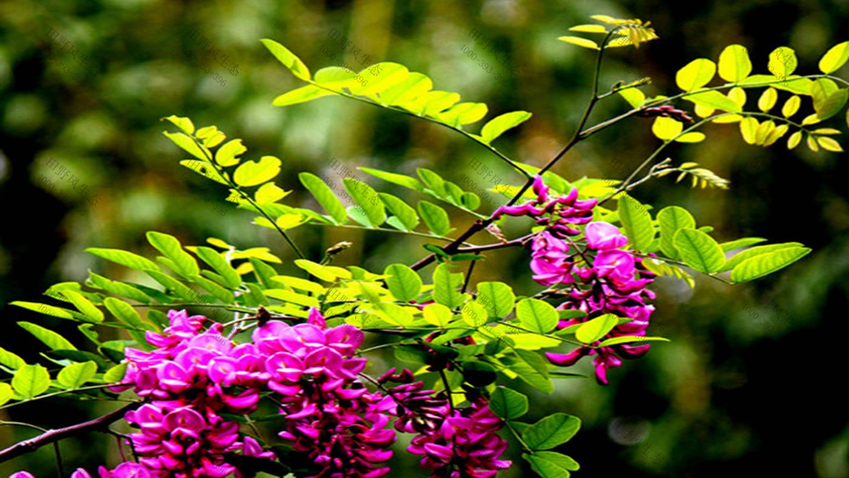 草種批發(fā) 草種批發(fā)