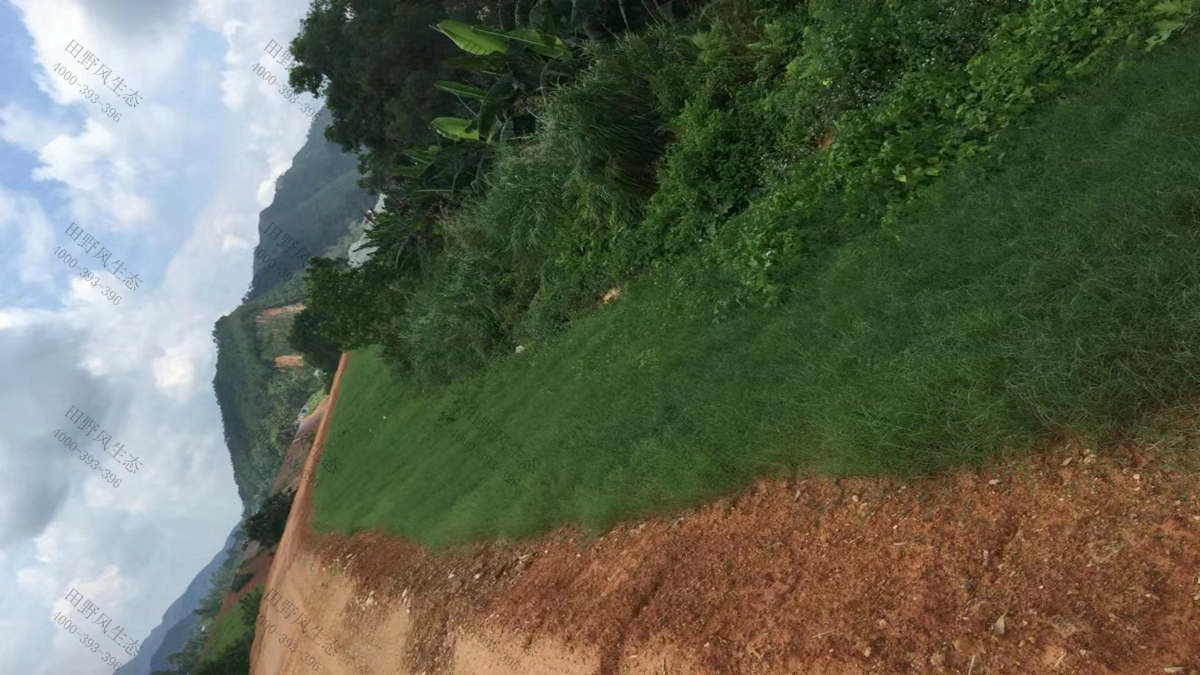 草種批發(fā) 草種批發(fā)