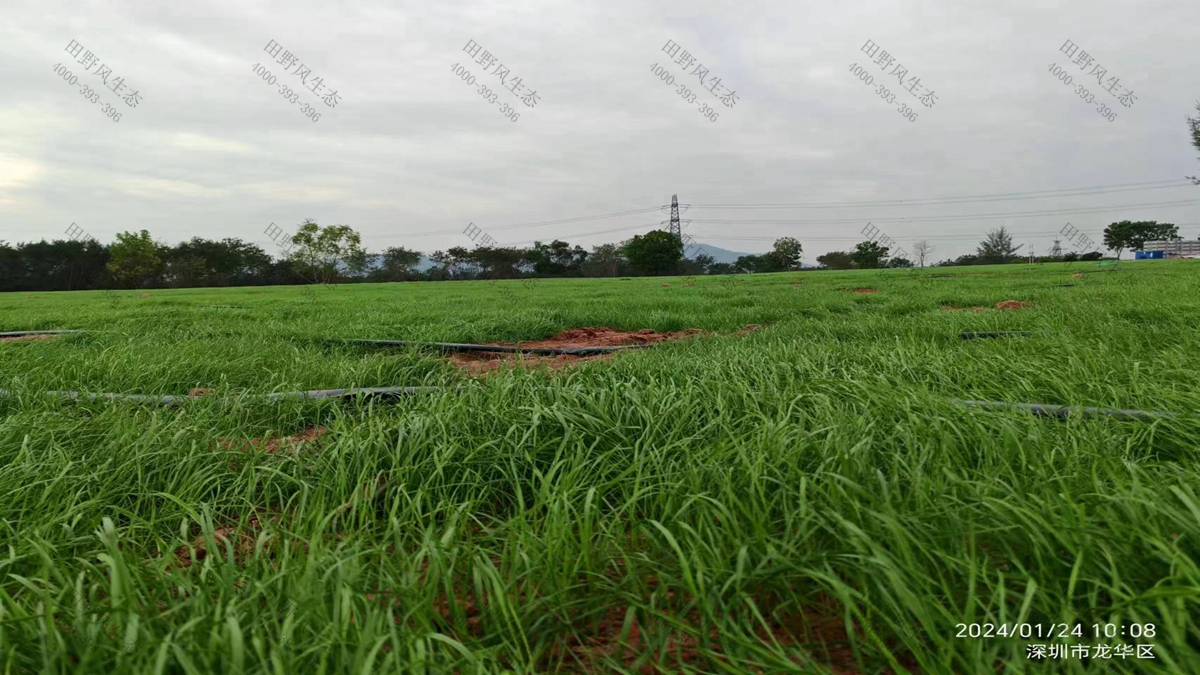 草種批發(fā) 草種批發(fā)