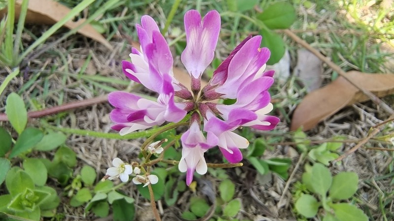 草種批發(fā) 草種批發(fā)