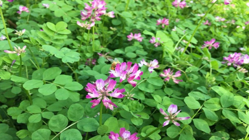 草種批發(fā) 草種批發(fā)