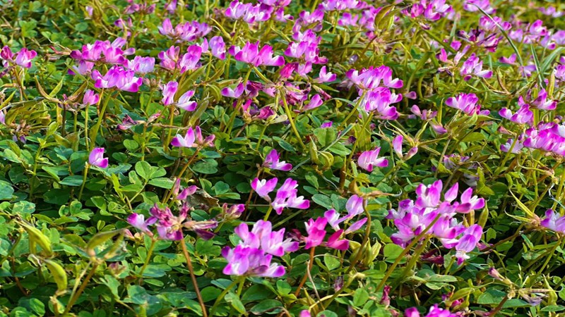 草種批發(fā) 草種批發(fā)