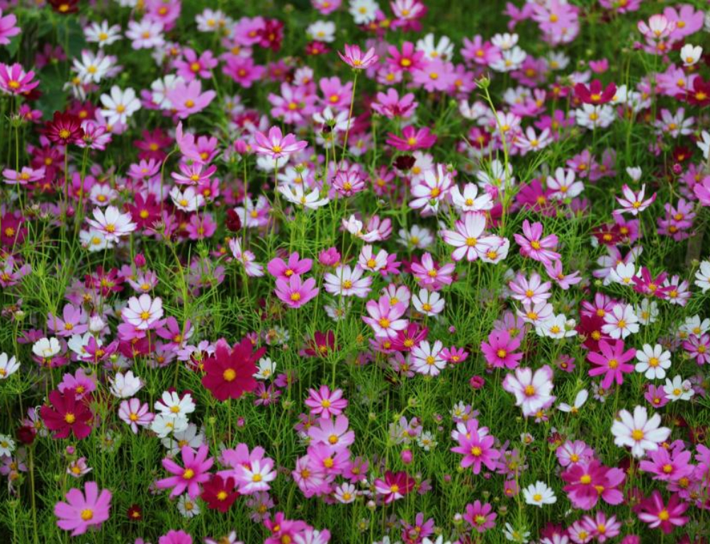 波斯菊種子 波斯菊種子