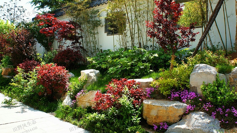 園林綠化景觀植物 園林綠化景觀植物