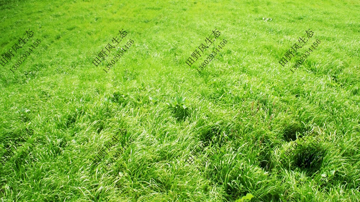 種植護坡綠化植物有哪些種類？