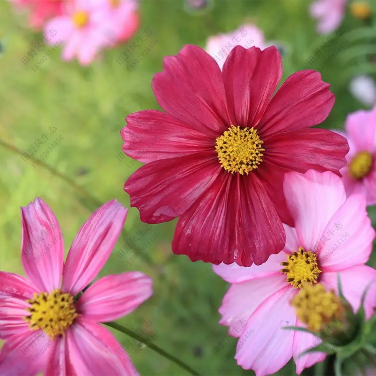 野花組合 野花組合