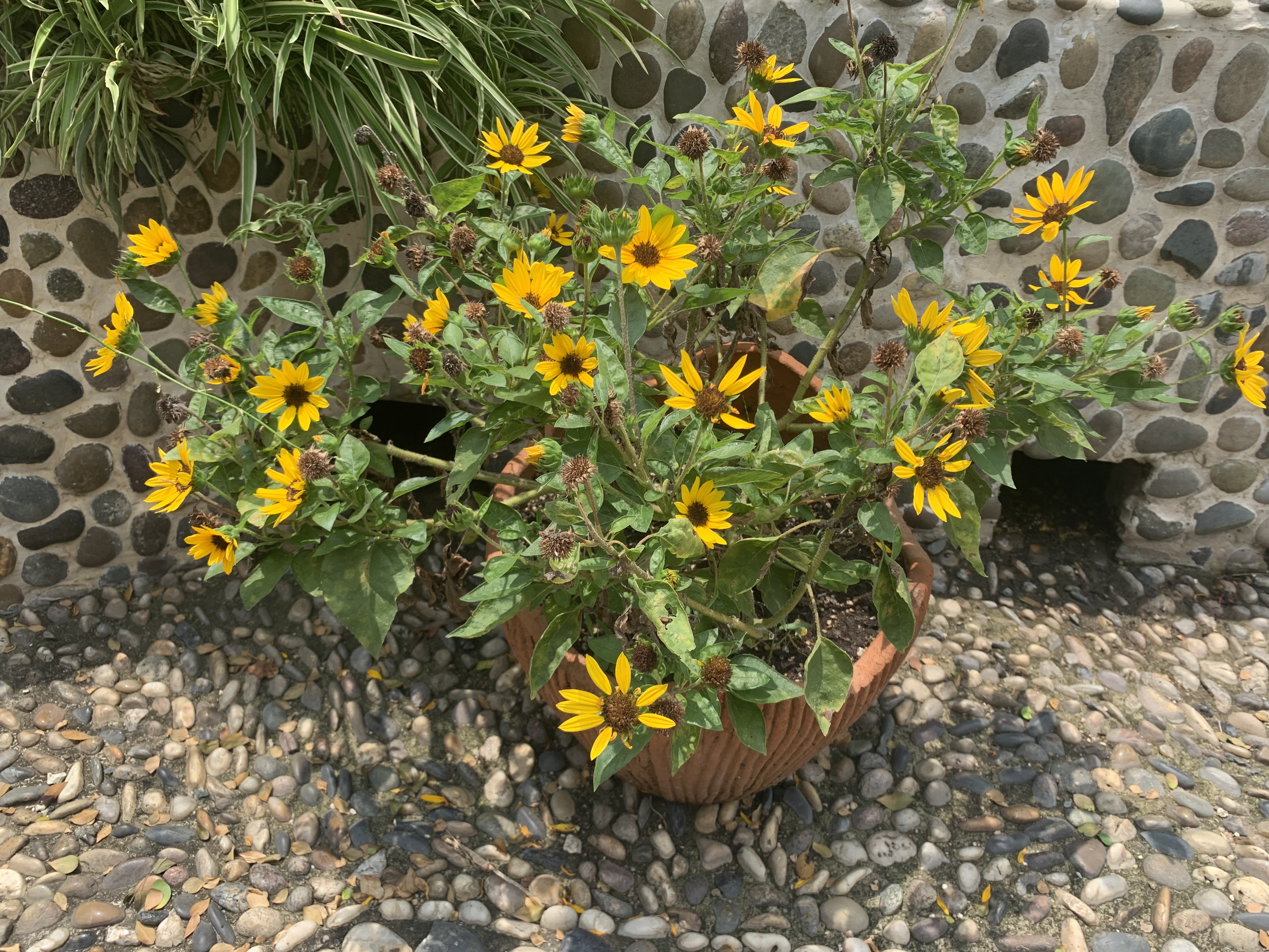 向日葵種植時(shí)間和方法