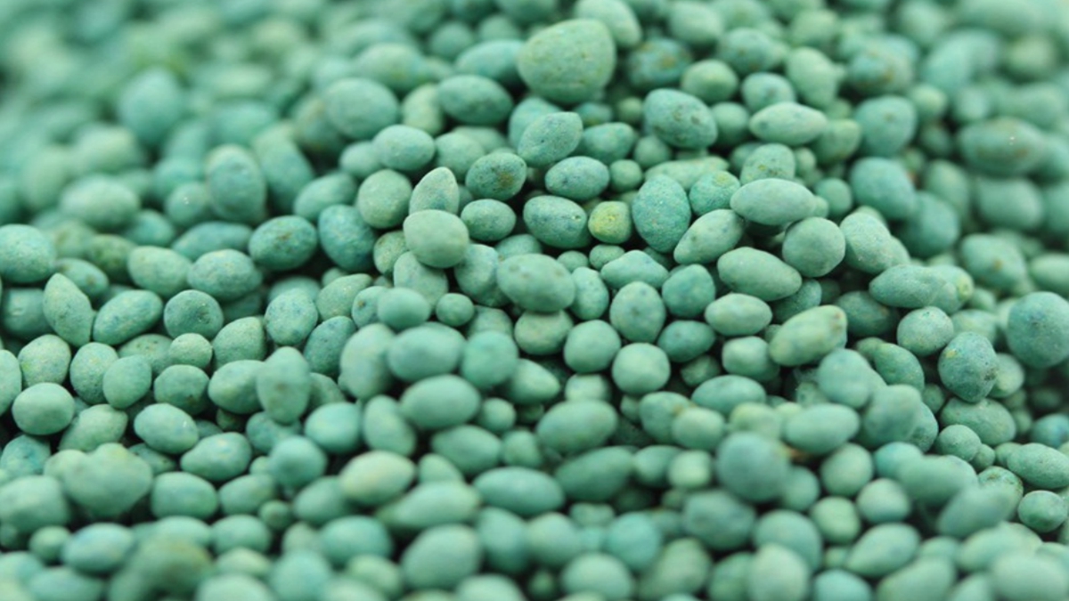 包衣帶殼狗牙根草種子 包衣帶殼狗牙根草種子