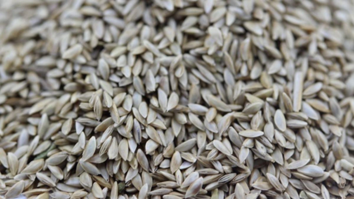 帶殼狗牙根草種子 帶殼狗牙根草種子