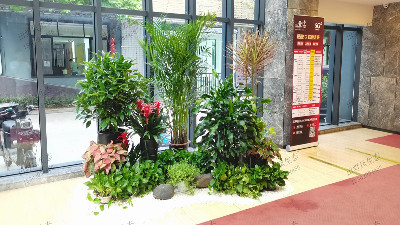 廣州盈科智谷植物租擺 廣州盈科智谷植物租擺