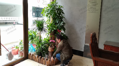 廣州盈科智谷植物租擺 廣州盈科智谷植物租擺