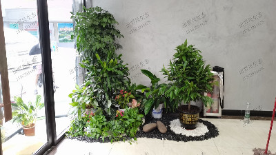 廣州盈科智谷植物租擺 廣州盈科智谷植物租擺