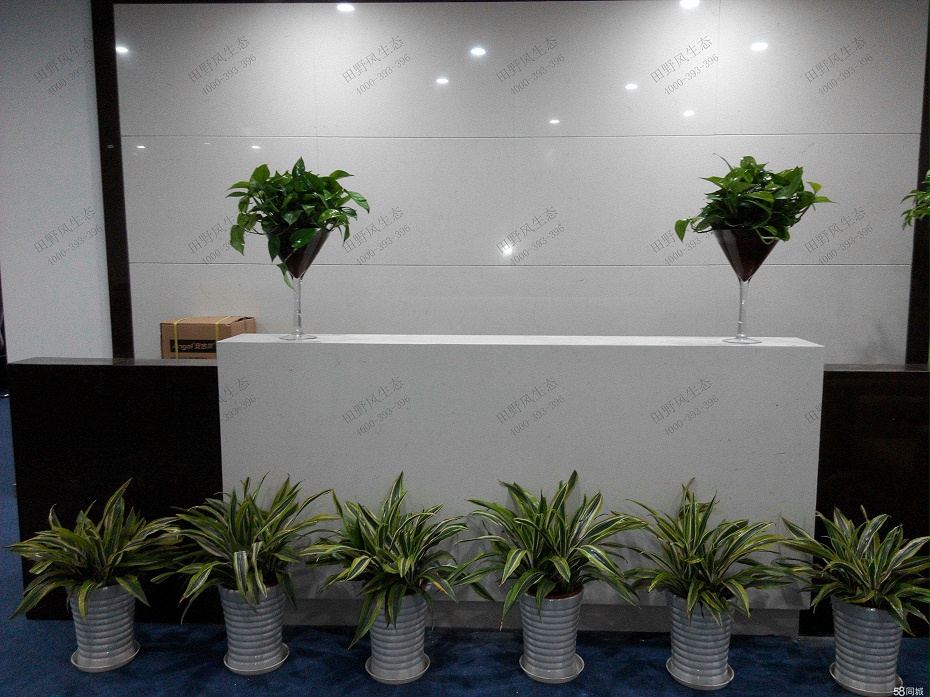 植物租擺，綠植租賃