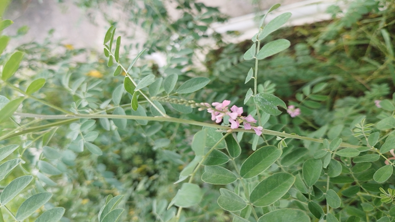 紫穗槐種子批發(fā) 紫穗槐種子批發(fā)