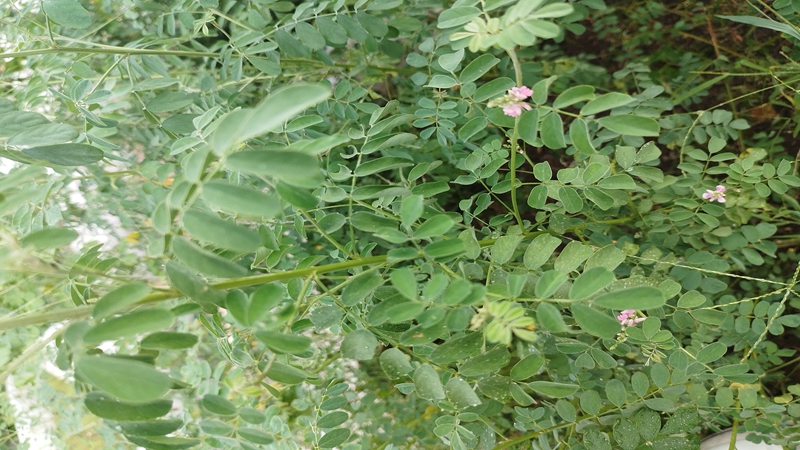 紫穗槐種子批發(fā) 紫穗槐種子批發(fā)