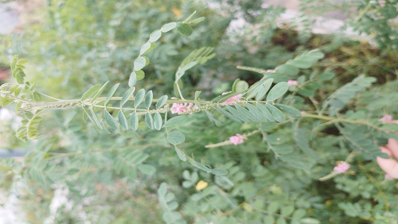 紫穗槐種子批發(fā) 紫穗槐種子批發(fā)