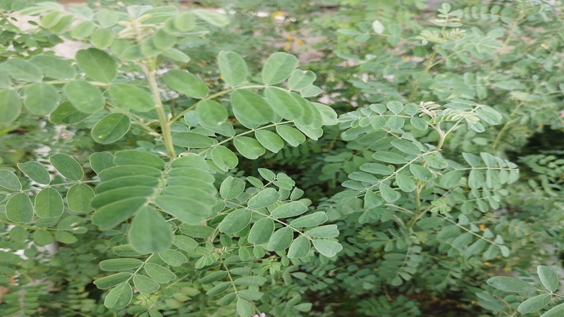 紫穗槐種子批發(fā) 紫穗槐種子批發(fā)