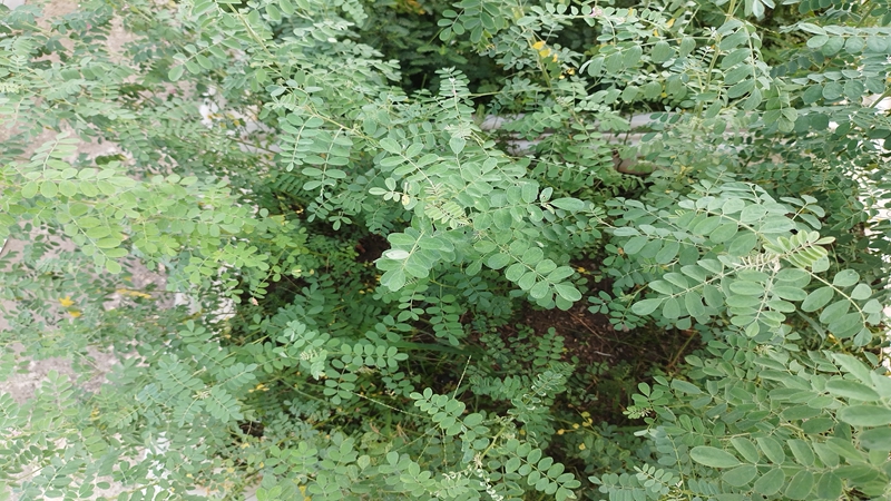 紫穗槐種子批發(fā) 紫穗槐種子批發(fā)