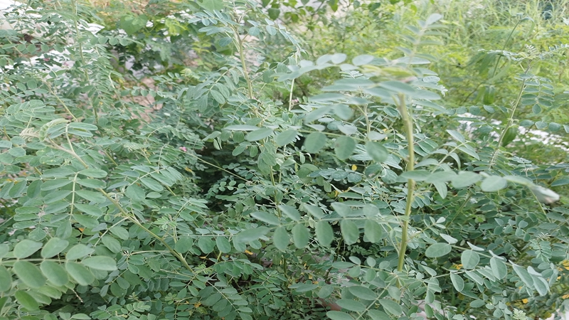 紫穗槐種子批發(fā) 紫穗槐種子批發(fā)