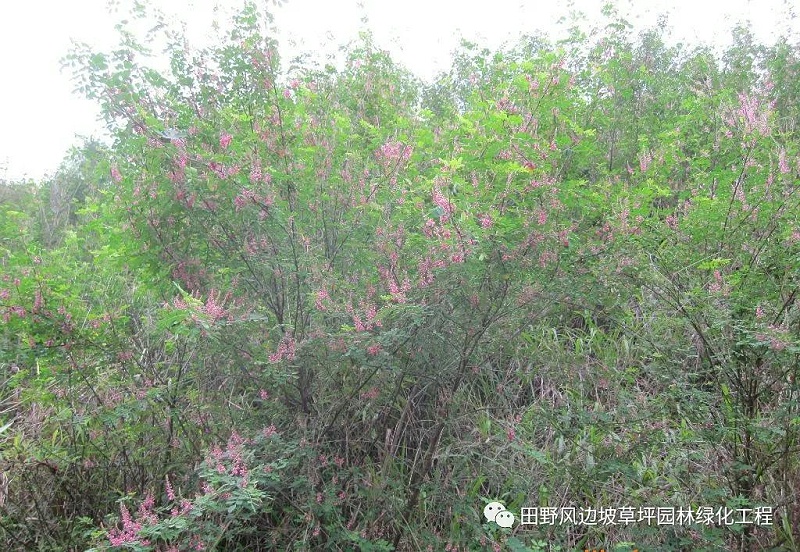 微信圖片_20200528155632 微信圖片_20200528155632