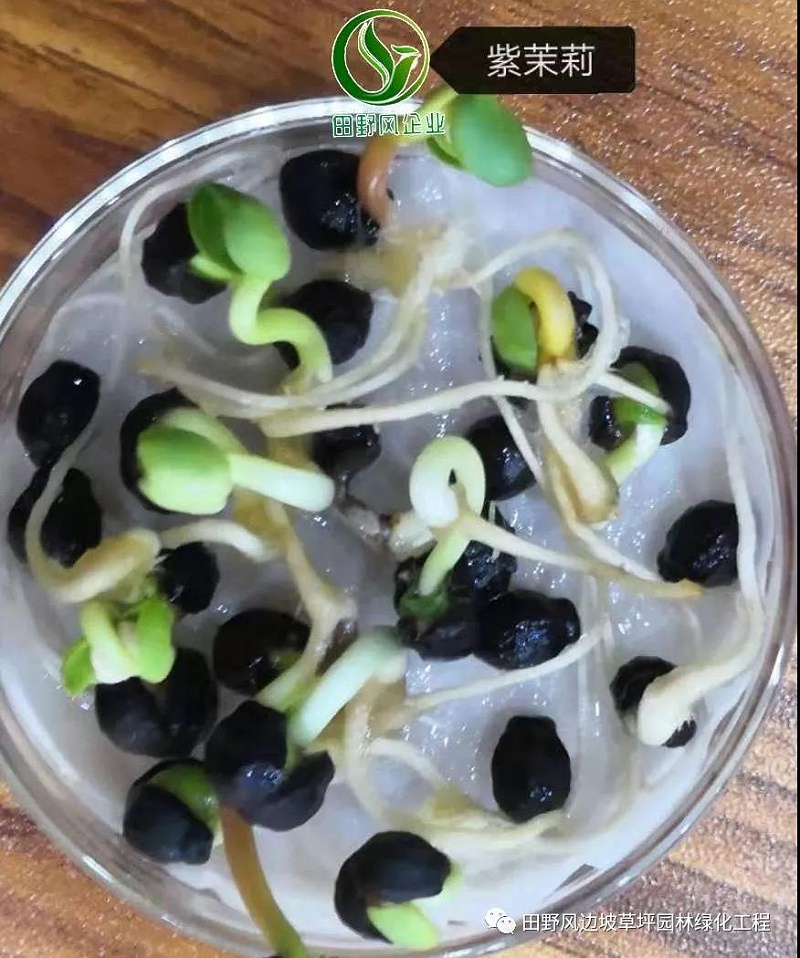 微信圖片_20200528154113 微信圖片_20200528154113