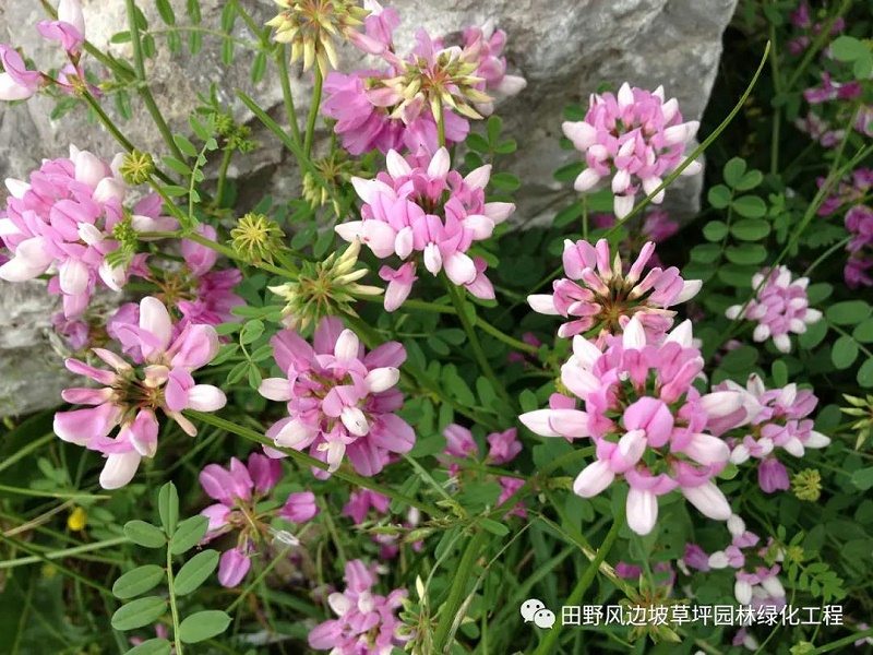 微信圖片_20200528155648 微信圖片_20200528155648