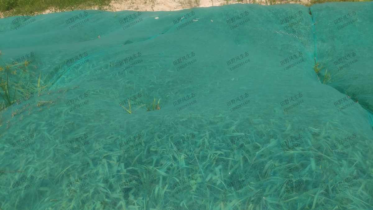 邊坡復(fù)綠效果 邊坡復(fù)綠效果