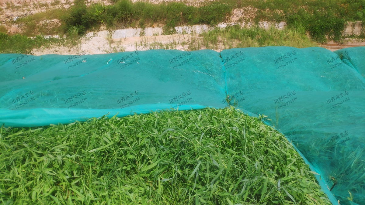 邊坡復(fù)綠效果 邊坡復(fù)綠效果