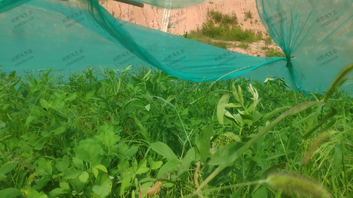 邊坡復(fù)綠效果 邊坡復(fù)綠效果