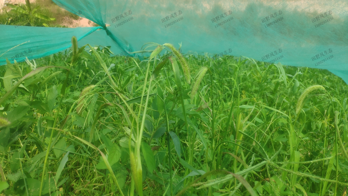 邊坡復(fù)綠效果 邊坡復(fù)綠效果