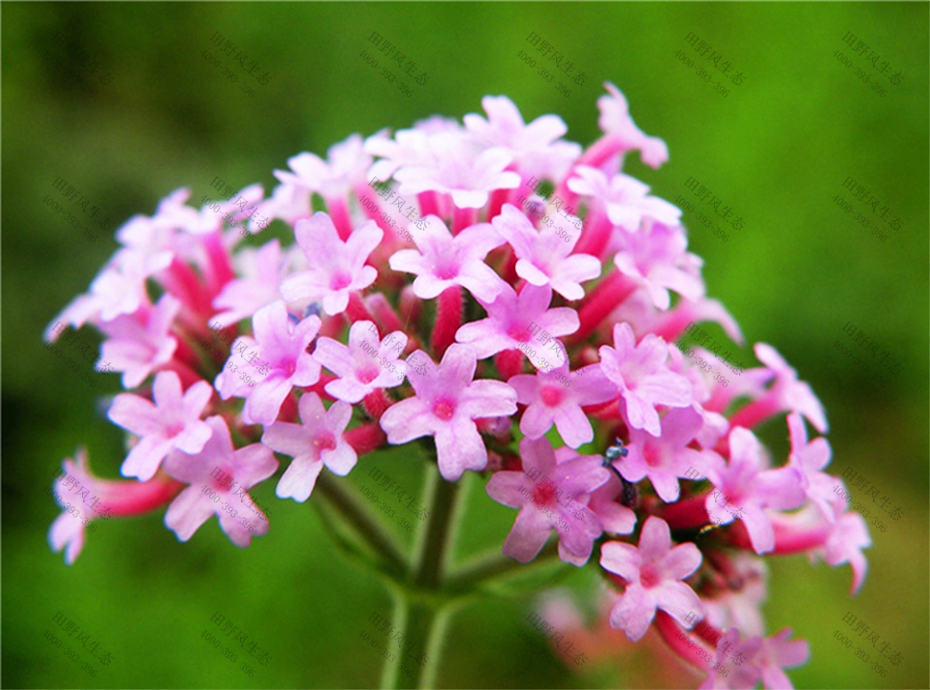 4大葉馬鞭草 4大葉馬鞭草