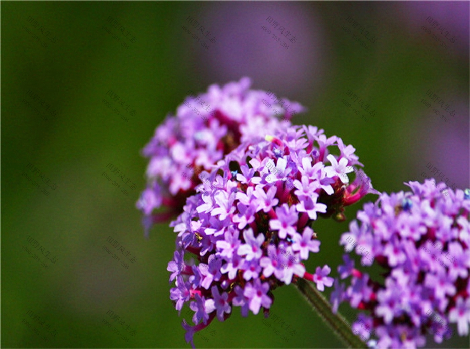 3藍(lán)色馬鞭草 3藍(lán)色馬鞭草