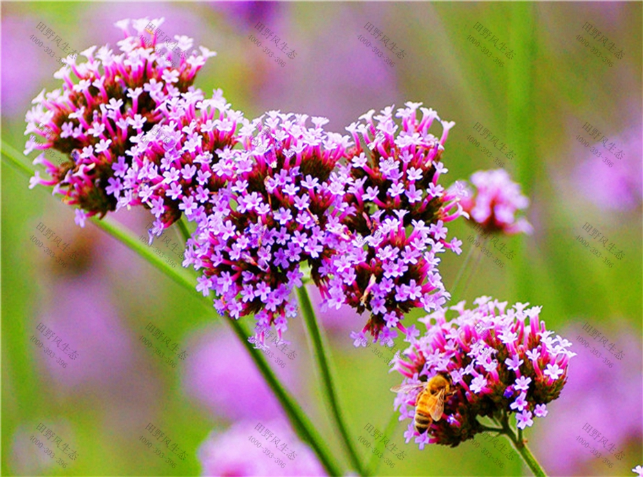 2紫色馬鞭草 2紫色馬鞭草