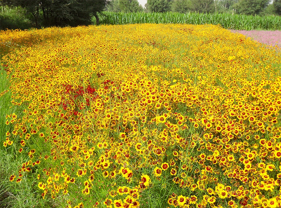 花種批發(fā) 花種批發(fā)