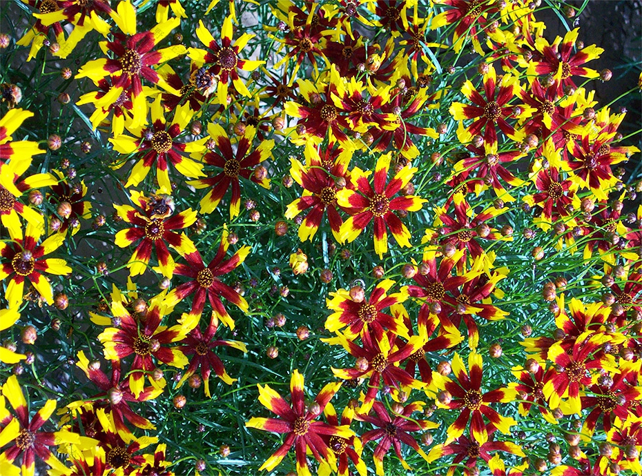 花種批發(fā) 花種批發(fā)