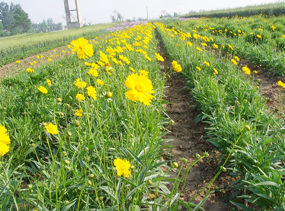 9黃色金雞菊基地 9黃色金雞菊基地