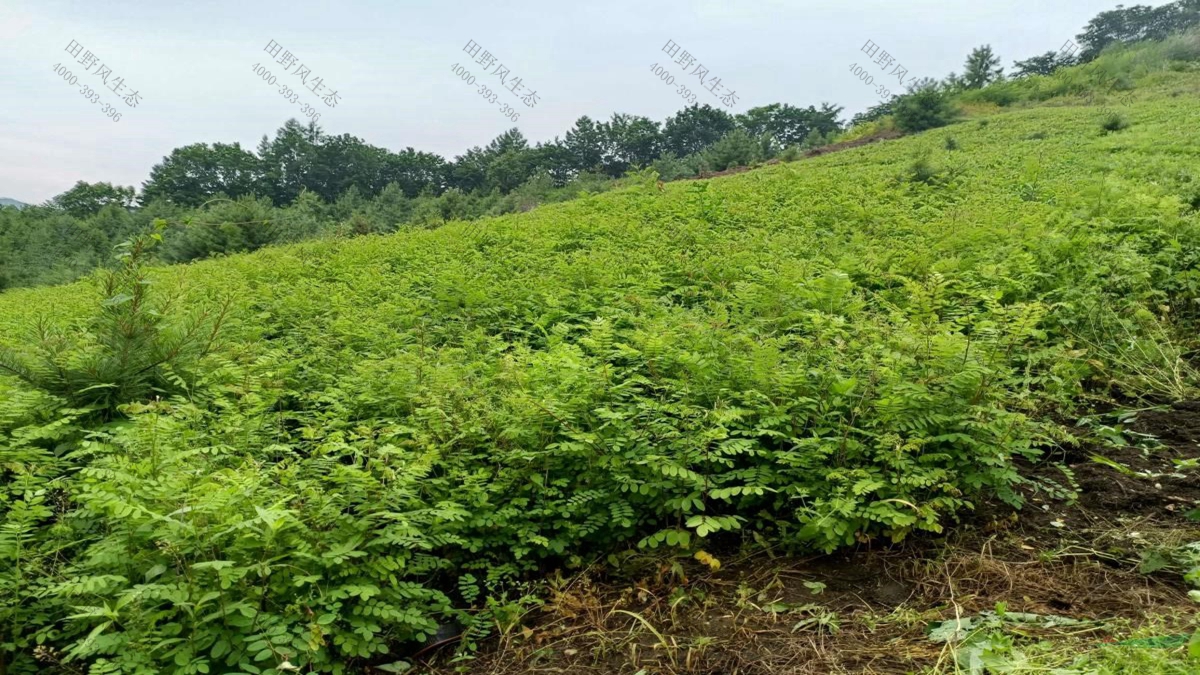 灌木種子批發(fā) 灌木種子批發(fā)