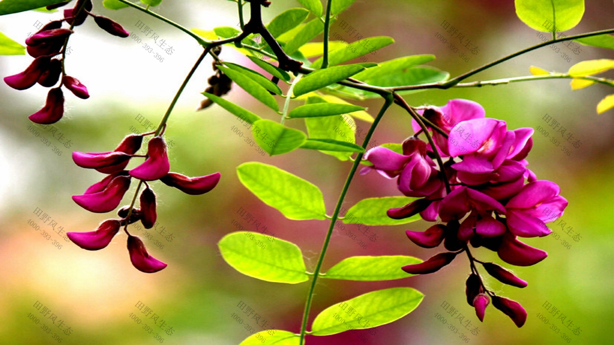 灌木種子批發(fā) 灌木種子批發(fā)