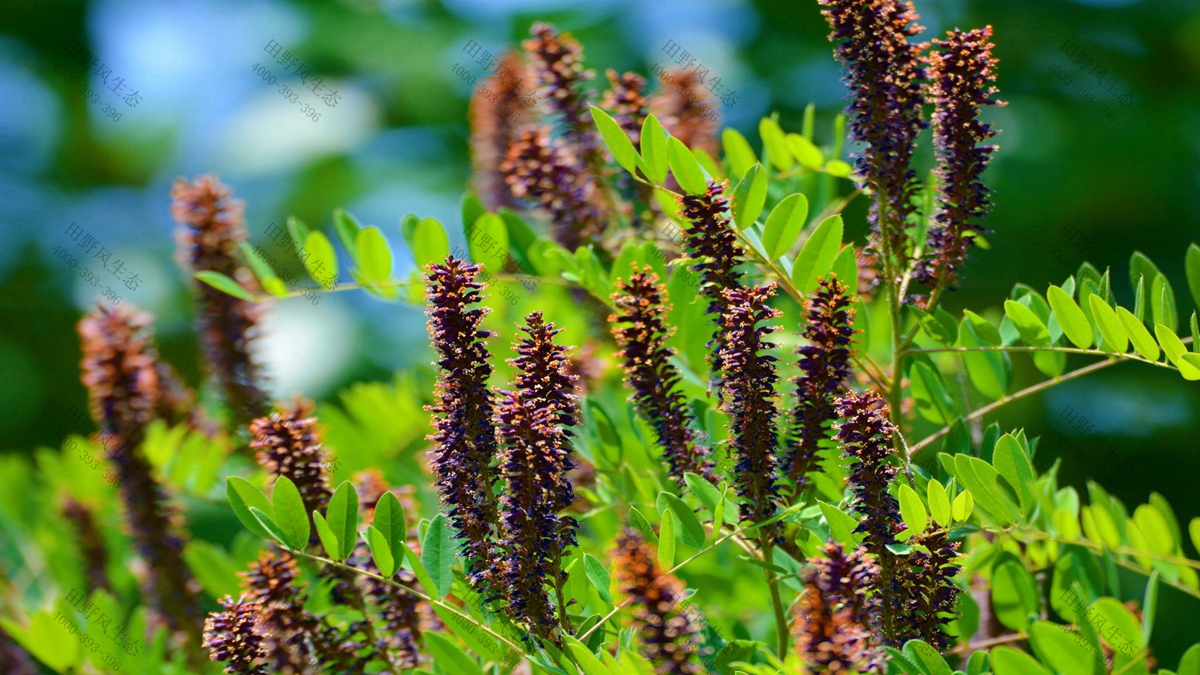 灌木種子批發(fā) 灌木種子批發(fā)