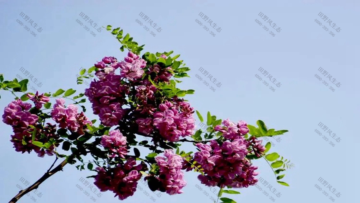 灌木種子批發(fā) 灌木種子批發(fā)