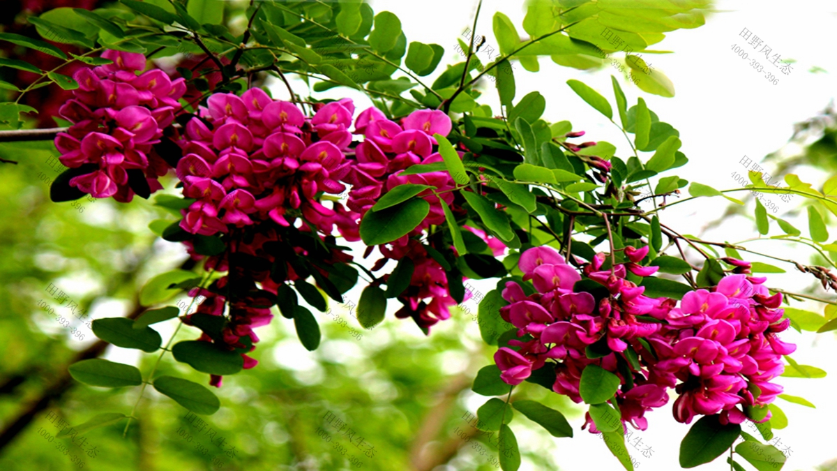 灌木種子批發(fā) 灌木種子批發(fā)