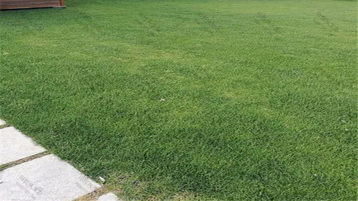 草種批發(fā) 草種批發(fā)