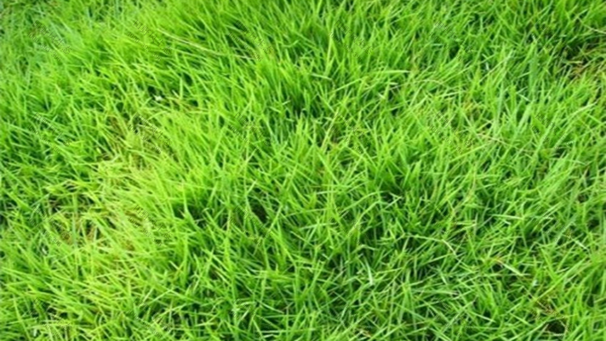 草種批發(fā) 草種批發(fā)