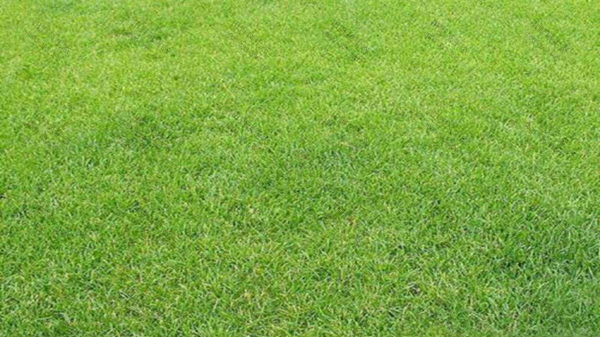 草種批發(fā) 草種批發(fā)